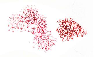 扇面红菊的画法步骤01