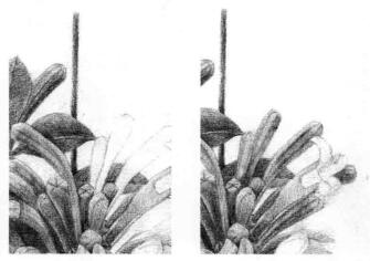 忍冬花的素描逐个细化画法步骤08