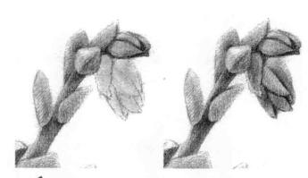 石莲花的素描逐个细化画法步骤05