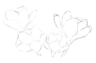 番红花的素描画法步骤03
