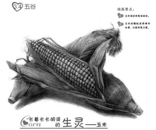 玉米的素描画法