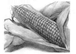 玉米的素描画法步骤01，逐个细化