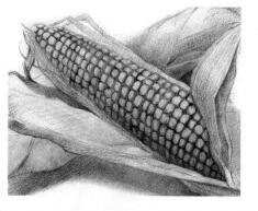 玉米的素描画法步骤02，逐个细化