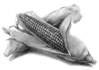 玉米的素描画法步骤04，逐个细化