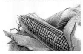 玉米的素描画法步骤06，逐个细化