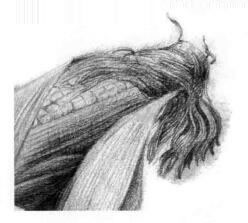 玉米的素描画法步骤07，逐个细化