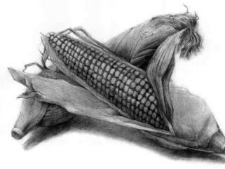玉米的素描画法步骤08，逐个细化