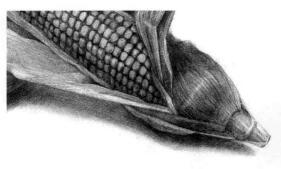 玉米的素描画法步骤09，逐个细化