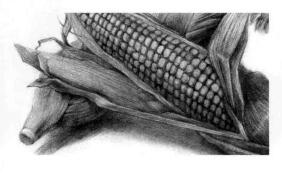 玉米的素描画法步骤10，逐个细化