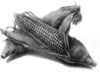 玉米的素描画法步骤11，逐个细化