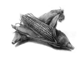玉米的素描画法