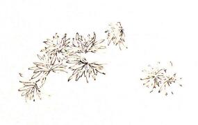 团扇菊花的画法步骤01，范例三