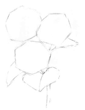 葵花的素描画法步骤02，画线稿