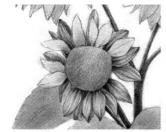 葵花的素描画法步骤01，逐个细化