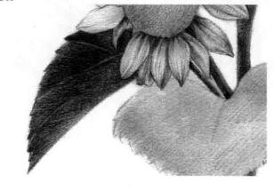 葵花的素描画法步骤02，逐个细化