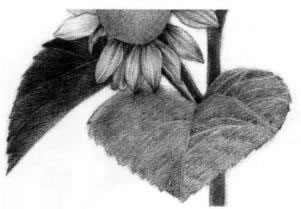 葵花的素描画法步骤03，逐个细化