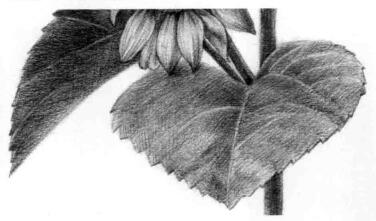 葵花的素描画法步骤08，逐个细化