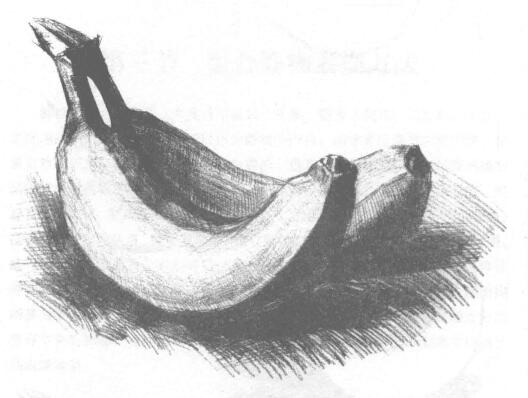 香蕉素描画法（一）