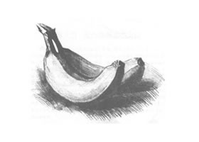 香蕉素描画法（一）