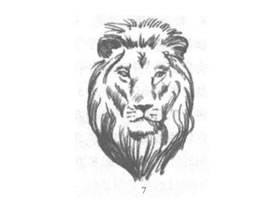 狮子头部素描