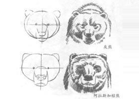 熊的头部素描方法