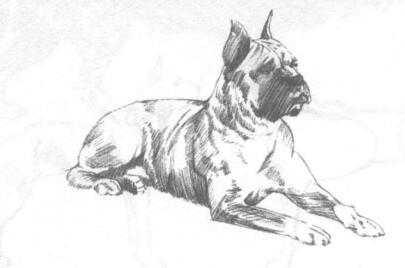 狗的素描画法03
