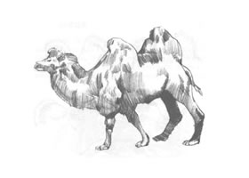 双峰骆驼素描画法