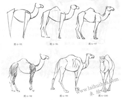 单峰骆驼素描画法