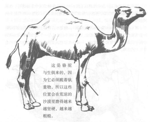 单峰骆驼素描画法