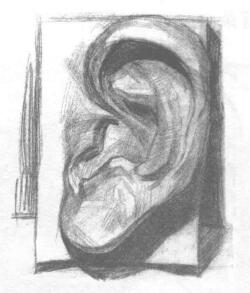 石膏的耳朵素描画法步骤03