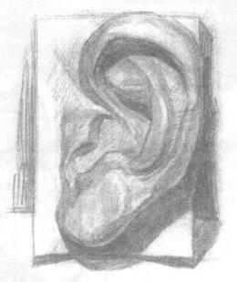 石膏的耳朵素描画法步骤04