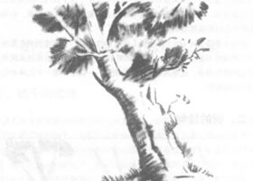 树的素描绘制