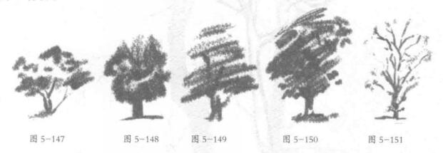 树木的铅笔素描画法02