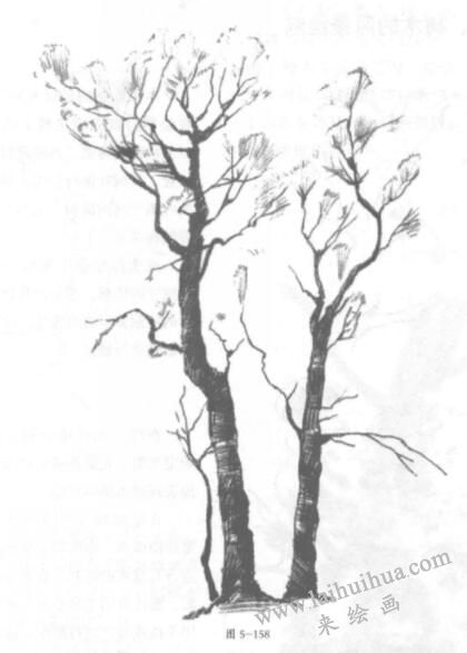 树木的铅笔素描画法05