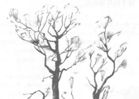 树木的铅笔素描画法