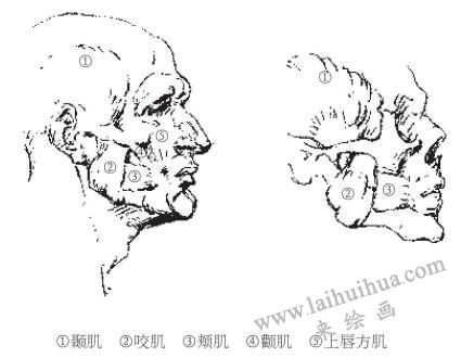 素描中的人物头部解剖结构