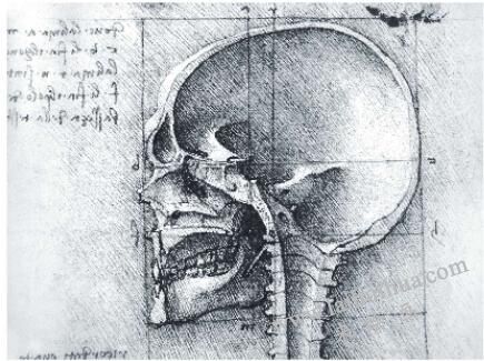 人物头部解剖结构