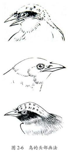 鸟的头部画法,白描