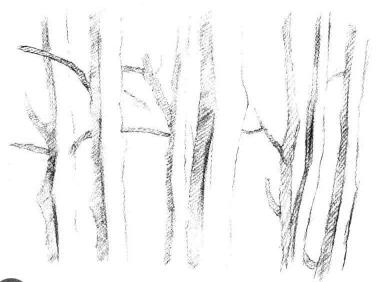 森林素描画法步骤04