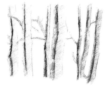 森林素描画法步骤06