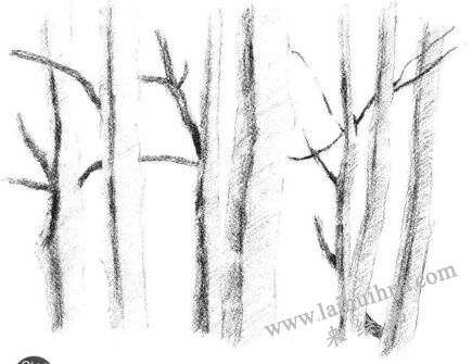 森林素描画法步骤07