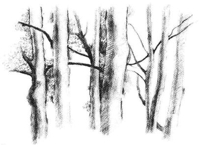 森林素描画法步骤09