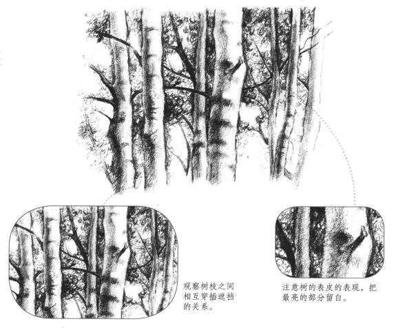 森林素描画法
