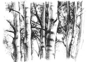 森林素描画法