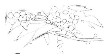 果园植物素描画法步骤02