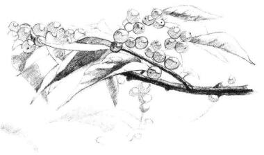 果园植物素描画法步骤07