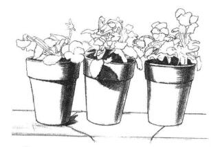 盆栽素描画法步骤03