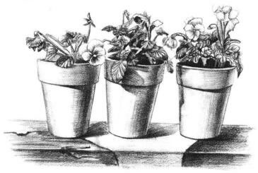 盆栽素描画法步骤12