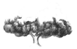 榕树素描画法步骤02