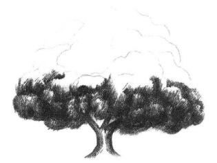 榕树素描画法步骤03